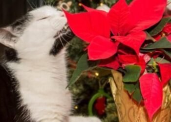 ¡Pilas! Esta es la Flor de Navidad Potencialmente Tóxica para Mascotas