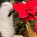 ¡Pilas! Esta es la Flor de Navidad Potencialmente Tóxica para Mascotas
