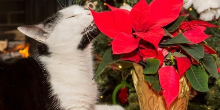 ¡Pilas! Esta es la Flor de Navidad Potencialmente Tóxica para Mascotas
