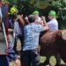 Indignación: Muerte de un caballo durante la Feria de Manizales despierta reclamos por maltrato animal