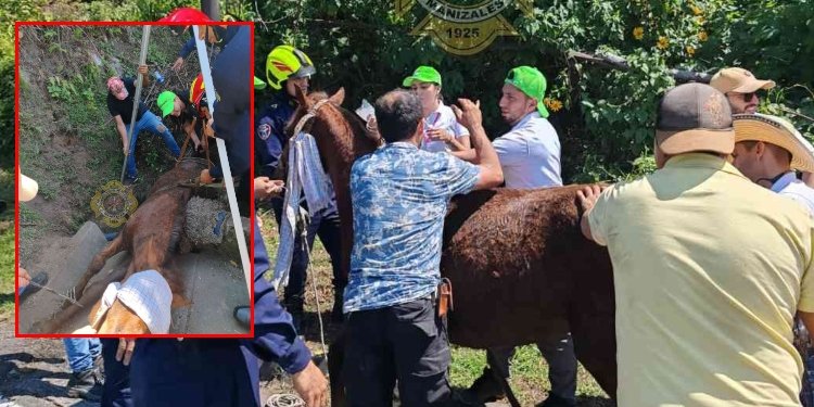 Indignación: Muerte de un caballo durante la Feria de Manizales despierta reclamos por maltrato animal