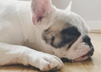 ¡Cuidado! Todo lo que necesitas saber sobre los golpes de calor en las mascotas