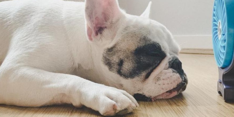 ¡Cuidado! Todo lo que necesitas saber sobre los golpes de calor en las mascotas