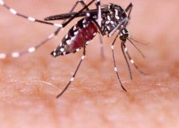 Más de 3 mil casos de Dengue registrados en Ibagué durante el 2023