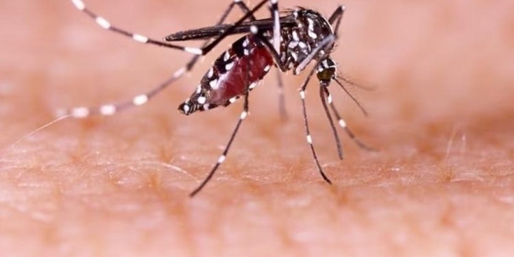 Más de 3 mil casos de Dengue registrados en Ibagué durante el 2023