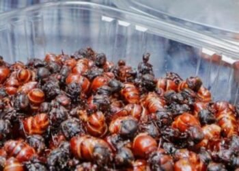 Las Hormigas Culonas, uno de los peores platos del mundo según una encuesta