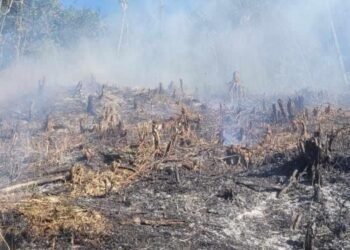 Más de media hectárea de vegetación boscosa fue consumida en incendio forestal en Palocabildo