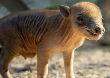 Viral: Nace Raro Cerdo Salvaje en Peligro de Extinción en Zoológico de Miami