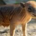 Viral: Nace Raro Cerdo Salvaje en Peligro de Extinción en Zoológico de Miami