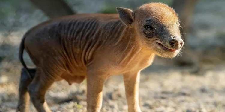 Viral: Nace Raro Cerdo Salvaje en Peligro de Extinción en Zoológico de Miami