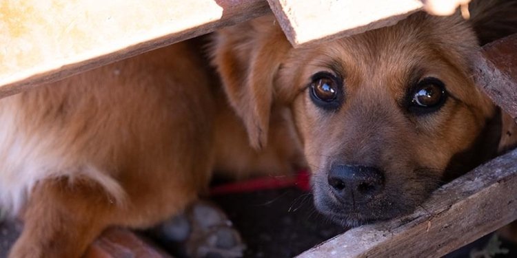 En caso de un temblor: ¿Qué hacer y cómo proteger a su mascota?