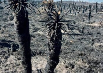Presidente Petro confirmó declaratoria de desastre natural por incendios en el país