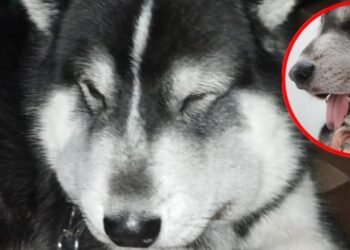 Mascota en Mariquita estuvo a punto de morir por salvar a unos niños