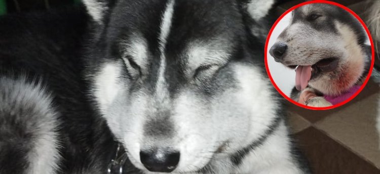 Mascota en Mariquita estuvo a punto de morir por salvar a unos niños