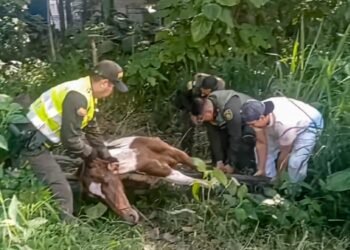 Rescataron caballo que abandonado y enfermo en un rastrojo en Ibagué