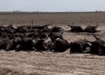Más de 400 cabezas de ganado han muerto a causa del Fenómeno del Niño en Natagaima