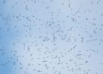 Autoridades advierten sobre las multas para personas que quieran cazar águilas cuaresmeras