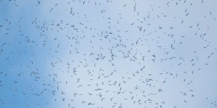 Autoridades advierten sobre las multas para personas que quieran cazar águilas cuaresmeras