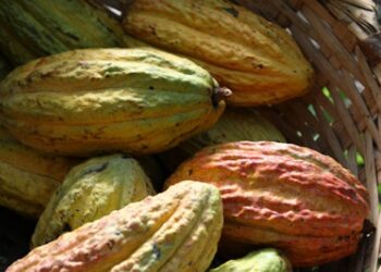 Cultivos de cacao en Lérida tendrán apoyo del gobierno departamental