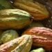Cultivos de cacao en Lérida tendrán apoyo del gobierno departamental