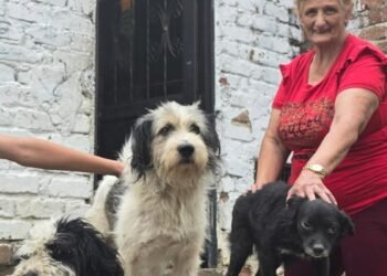 Policía metropolitana ubicó a ‘Copito’ el perrito que corría tras un carro rojo