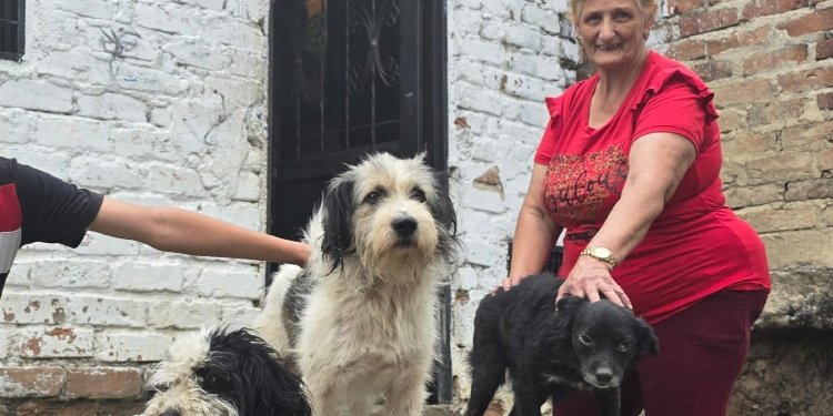 Policía metropolitana ubicó a ‘Copito’ el perrito que corría tras un carro rojo
