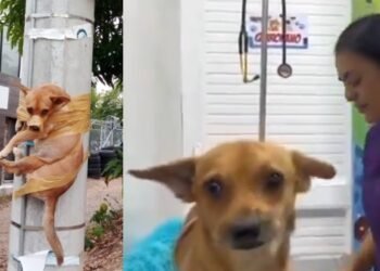 ¿Qué pasó con el perrito amarrado a un poste en Barrancabermeja?