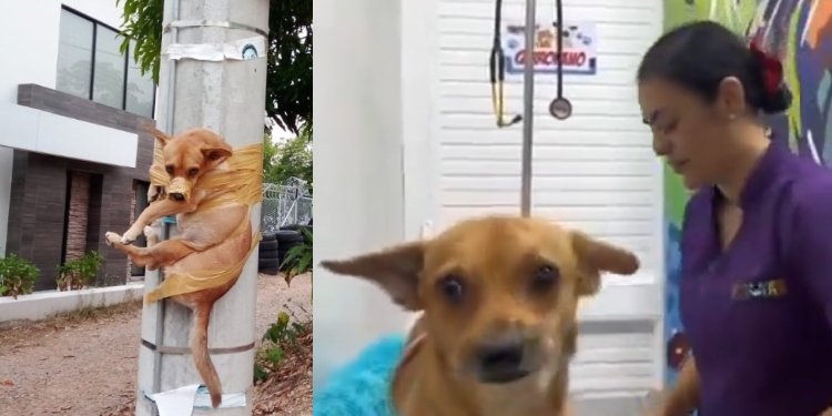 ¿Qué pasó con el perrito amarrado a un poste en Barrancabermeja?