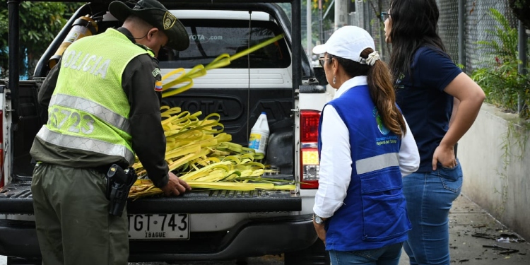 Recuerde preservar la Palma de Cera y evitar su comercialización