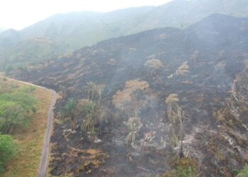 Fuerte emergencia por incendio forestal en Carmen de Apicalá
