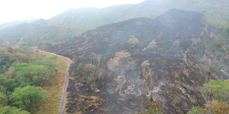 Fuerte emergencia por incendio forestal en Carmen de Apicalá