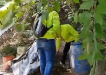 Destruyeron laboratorio de cocaína en el sur del Tolima 