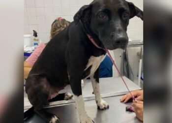 Fiscalía imputó cargos a sujeto que violaba a la perrita Lola en Melgar