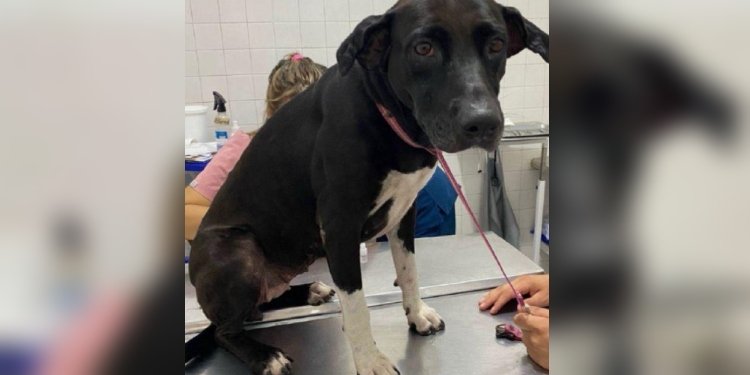 Fiscalía imputó cargos a sujeto que violaba a la perrita Lola en Melgar