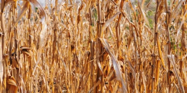 El niño pone en jaque cosecha de maíz en Valle de San Juan