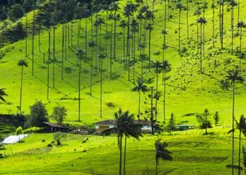 Autoridades ambientales advierten sobre el uso de palma de cera en Semana Santa: podrían imponerse multas