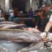 La Policía Metropolitana incautó 47 kilos de pescado, bagre llanero y basa