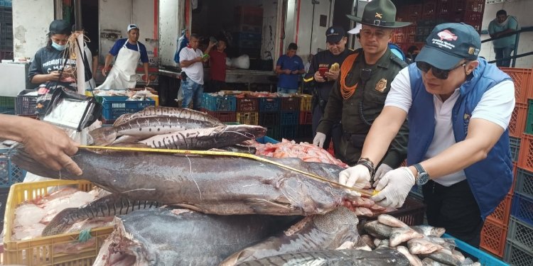 La Policía Metropolitana incautó 47 kilos de pescado, bagre llanero y basa