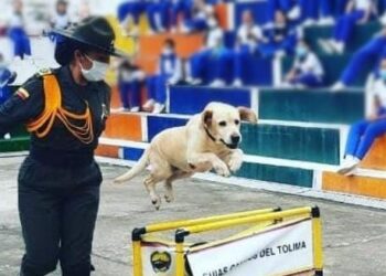 Se pensiona Kiara canina integrante de la Policía del Tolima