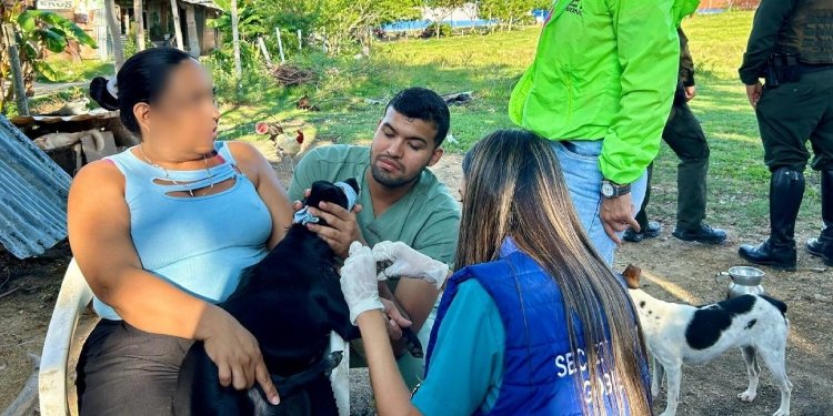 Dos perritos que resultaron heridos en un ataque contra una familia fueron atendidos por  el CAPA