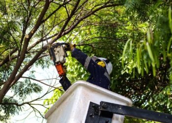 Este es el paso a paso para solicitar una poda de Infibagué