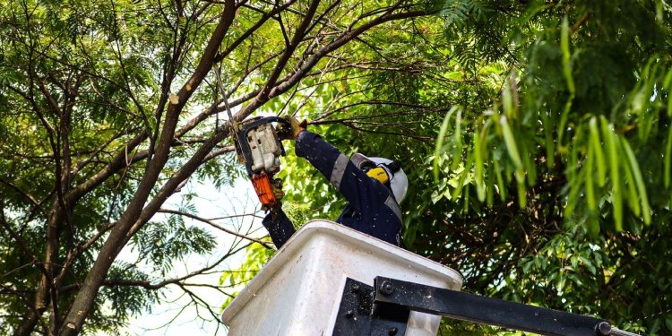 Este es el paso a paso para solicitar una poda de Infibagué