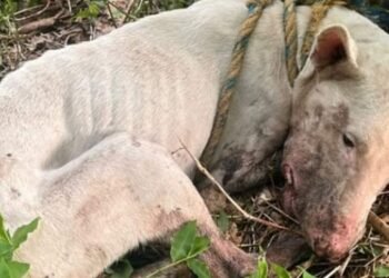 Perrito fue torturado, maltratado y dejado amarrado en el Cerro Pan de Azúcar