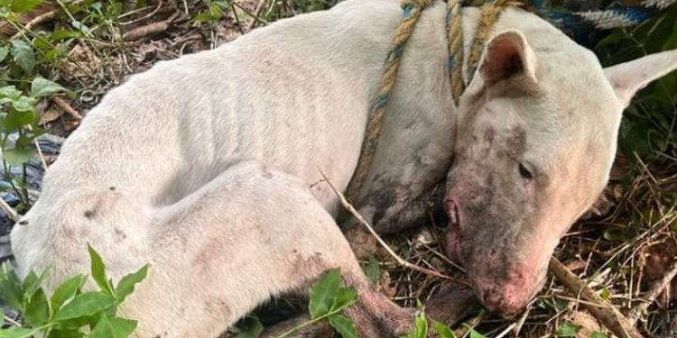 Perrito fue torturado, maltratado y dejado amarrado en el Cerro Pan de Azúcar