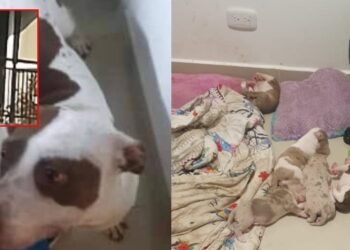 ¡Lamentable! Mujer fue grabada golpeado a su perrita con un palo en el balón de su apartamento Jamundí, Valle