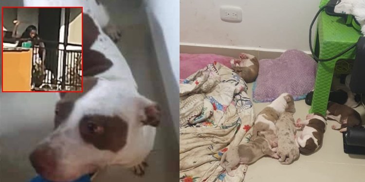 ¡Lamentable! Mujer fue grabada golpeado a su perrita con un palo en el balón de su apartamento Jamundí, Valle