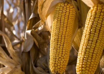 Esta son las claves para una temporada productiva en la siembra en maíz