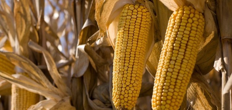 Esta son las claves para una temporada productiva en la siembra en maíz