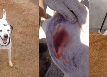 Perrito ‘Aslan’ fue atacado a machete en Icononzo