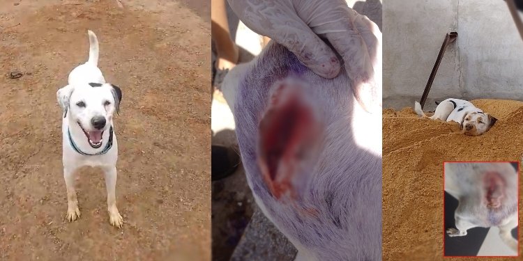 Perrito ‘Aslan’ fue atacado a machete en Icononzo